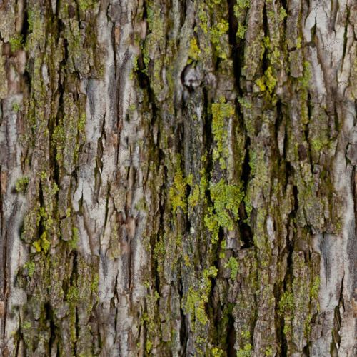 Mossy Bark 23