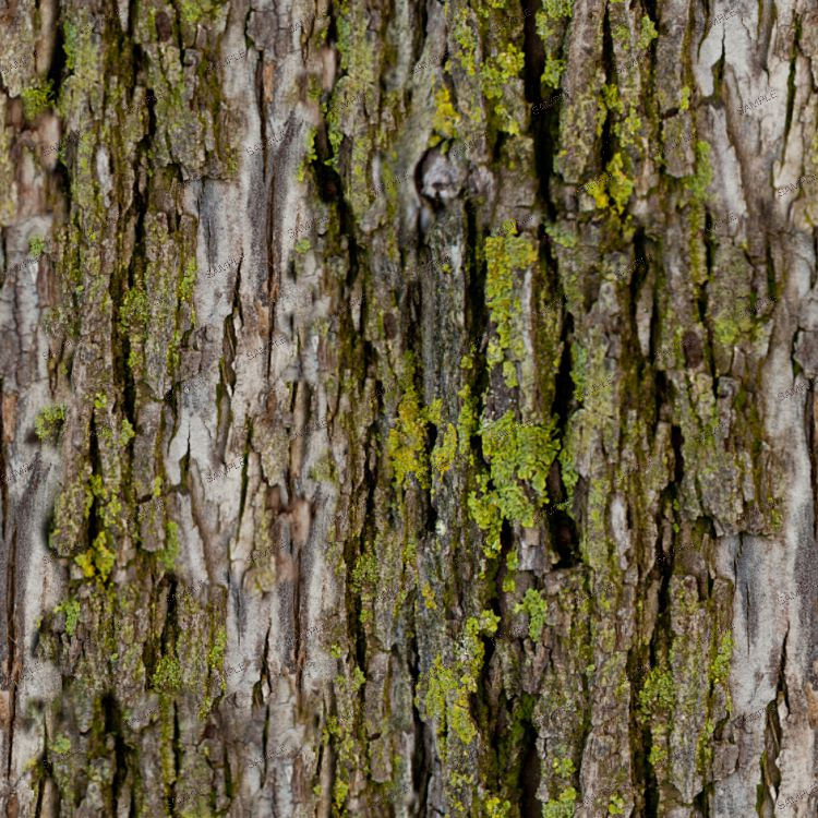 Mossy Bark 23