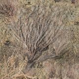Mossy-Oak-Brush-Camo