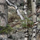 Mossy-Oak-Mountain-Country-Camo.jpg