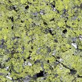 Mossy-Stone-Camo-22