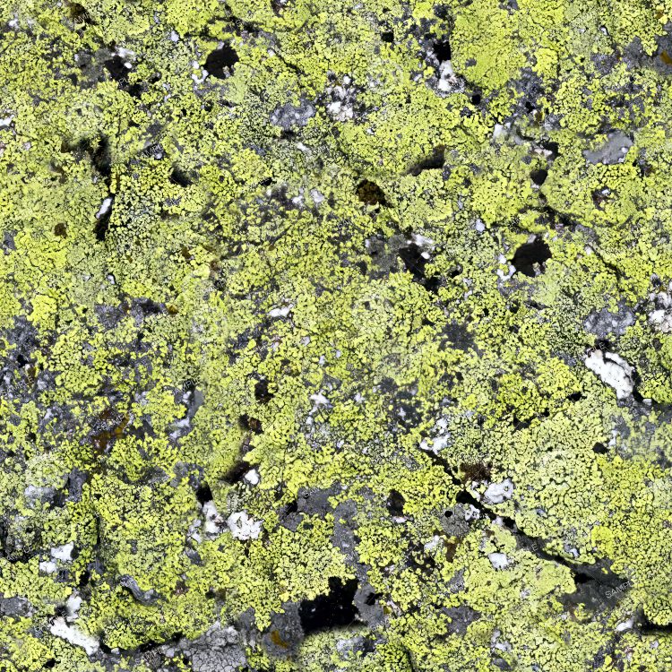 Mossy Stone Camouflage 22