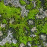 Mossy-Stone-Camo-24