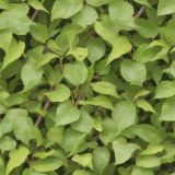 Mulberry-Bush