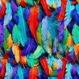 MultiColor-Feathers-42