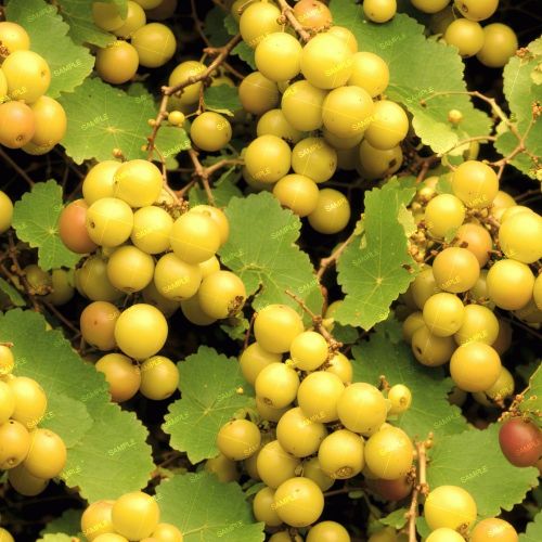 Muscadines