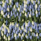 Muscari-Flowers-Painting