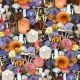 Mushroom-Collector