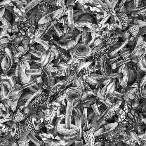 Mushroom Varieties