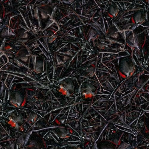 Nest of Black Widow Spiders