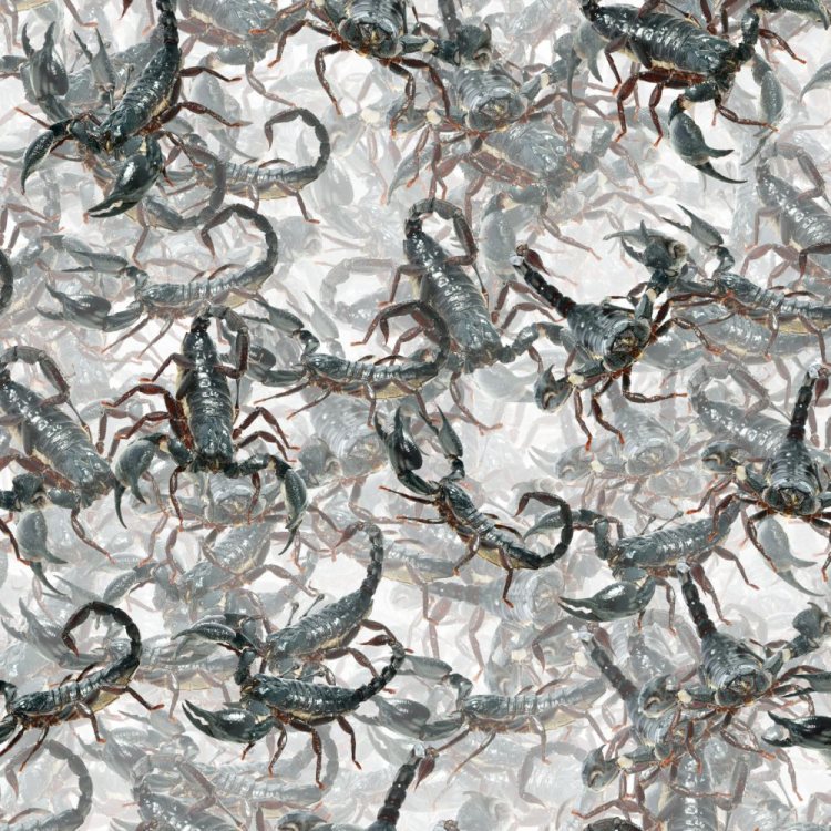 Nest of Scorpions 23