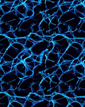 Neural Net Blue