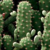 Night-Cacti