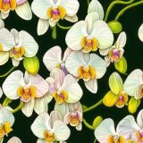 Nightshade-Orchids-23