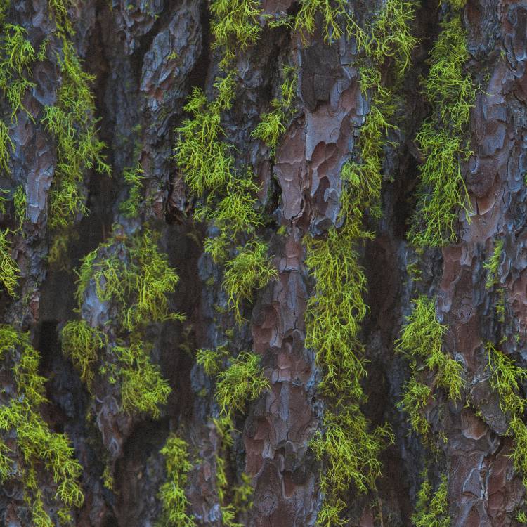 Northside Pine Bark