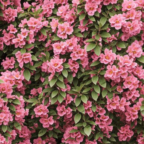 Old Fashioned Weigela