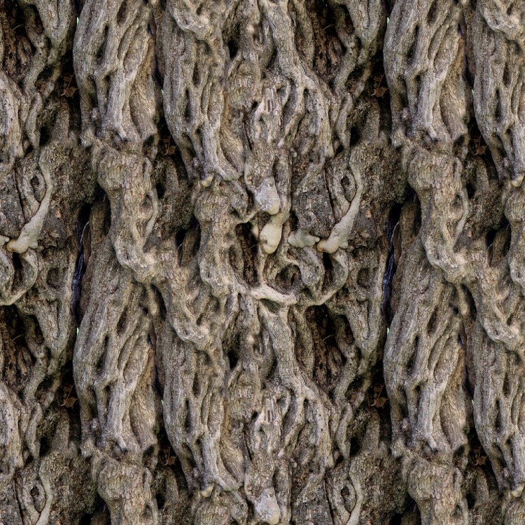 Olive Tree 22