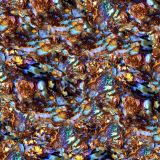 Opalized-Wood