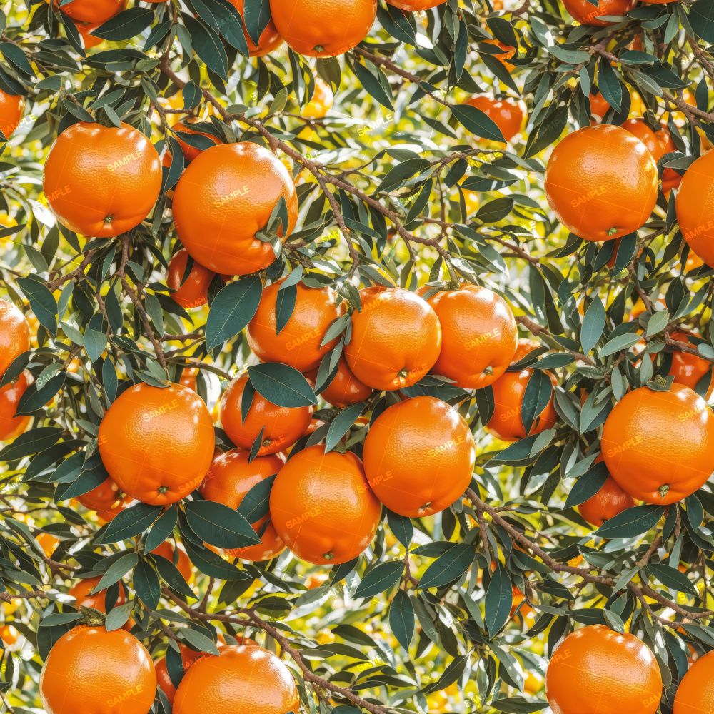 Orange Tree