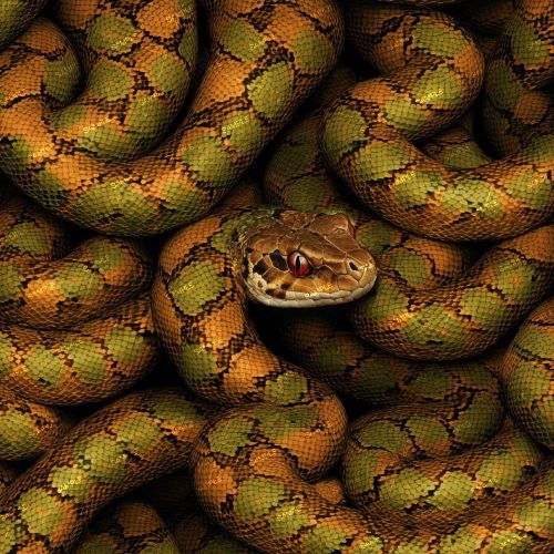 Orange and Green Snake 43