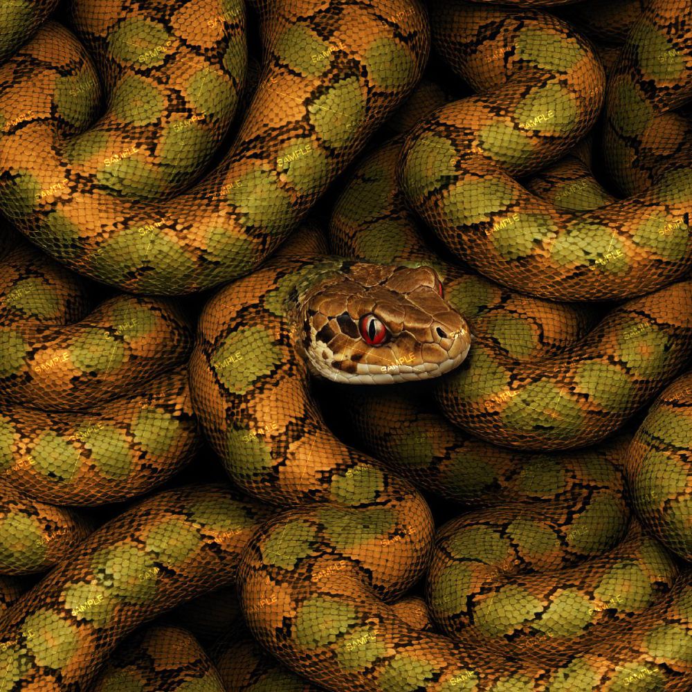 Orange and Green Snake 43