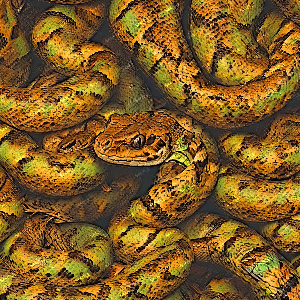Orange and Green Snake 44