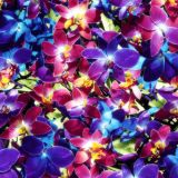 Orchid-Garden-43.jpg