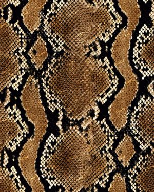 Pacific Python Snake Skin