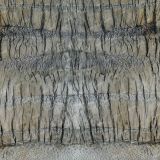 Palm-Tree-Bark-25.jpg