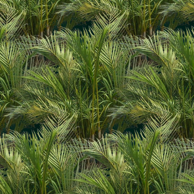 Palm Trees 22