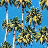 Palm-Trees-43