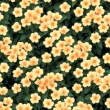 Peach-Colored-Flowers