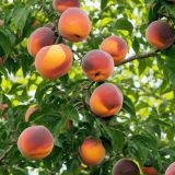 Peach-Tree