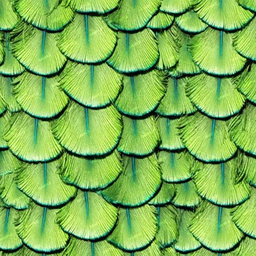 Peacock Back Feathers