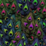 Peacock-Feathers-24