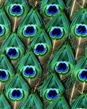 Peacock Feathers 43