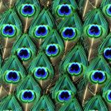 Peacock-Feathers-43