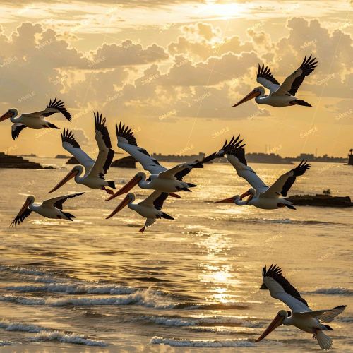 Pelicans at Dusk