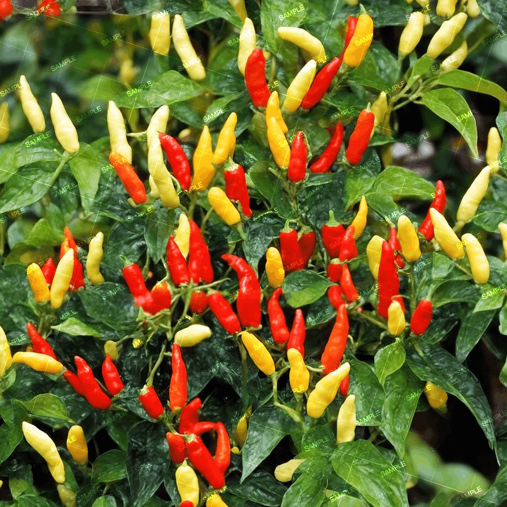 Pepper Plant 42
