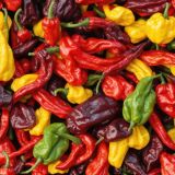 Peppers-41