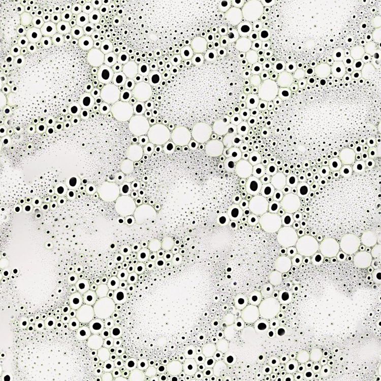 Petri Dish 22