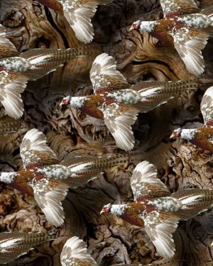 Pheasant Flying