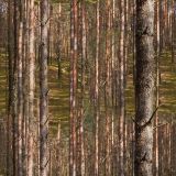 Pine-Forest-23-thumb