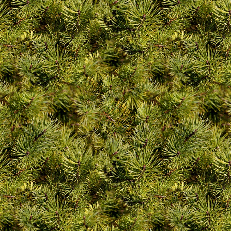 Pine Needles 23