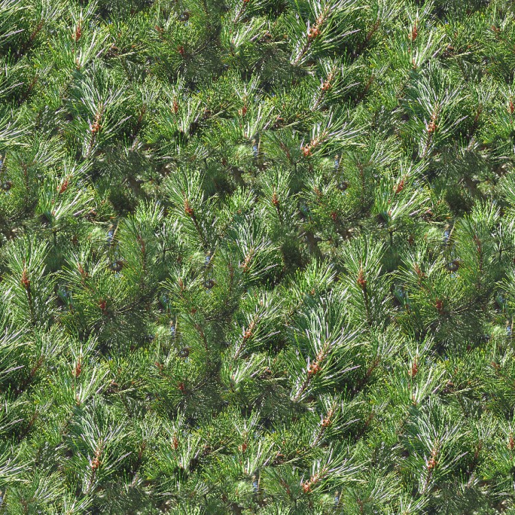 Pine Needles 24