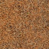 Pine-Needles-Camo