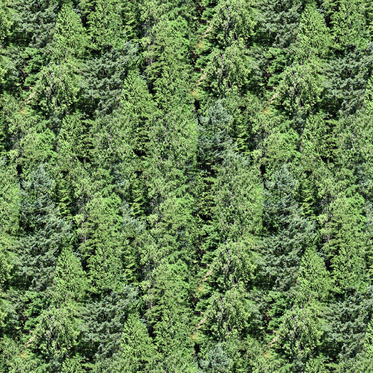 Pine Trees