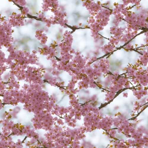 Pink Cherry Blossoms in the Spring
