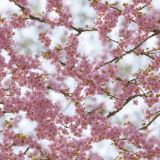 Pink-Cherry-Blossoms-in-the-Spring