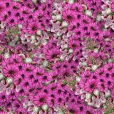 Pink-Daises.jpg